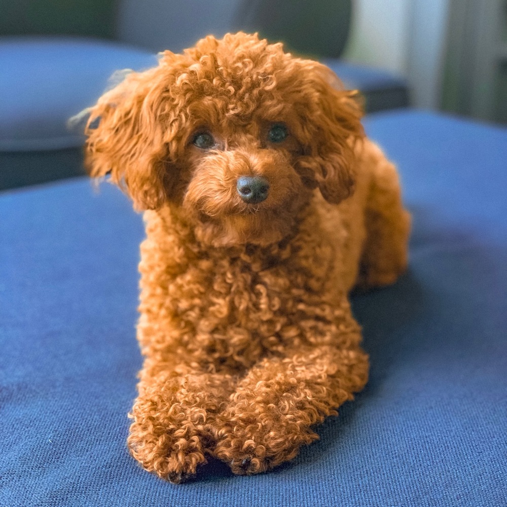 Meet your Posher, Elizabeth